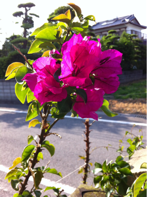 命懸け