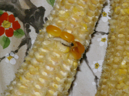 虫